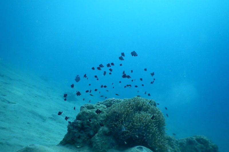 boat dives on the diver down